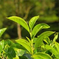 Green tea