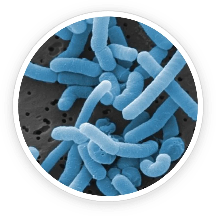 Lactobacillus paracasei